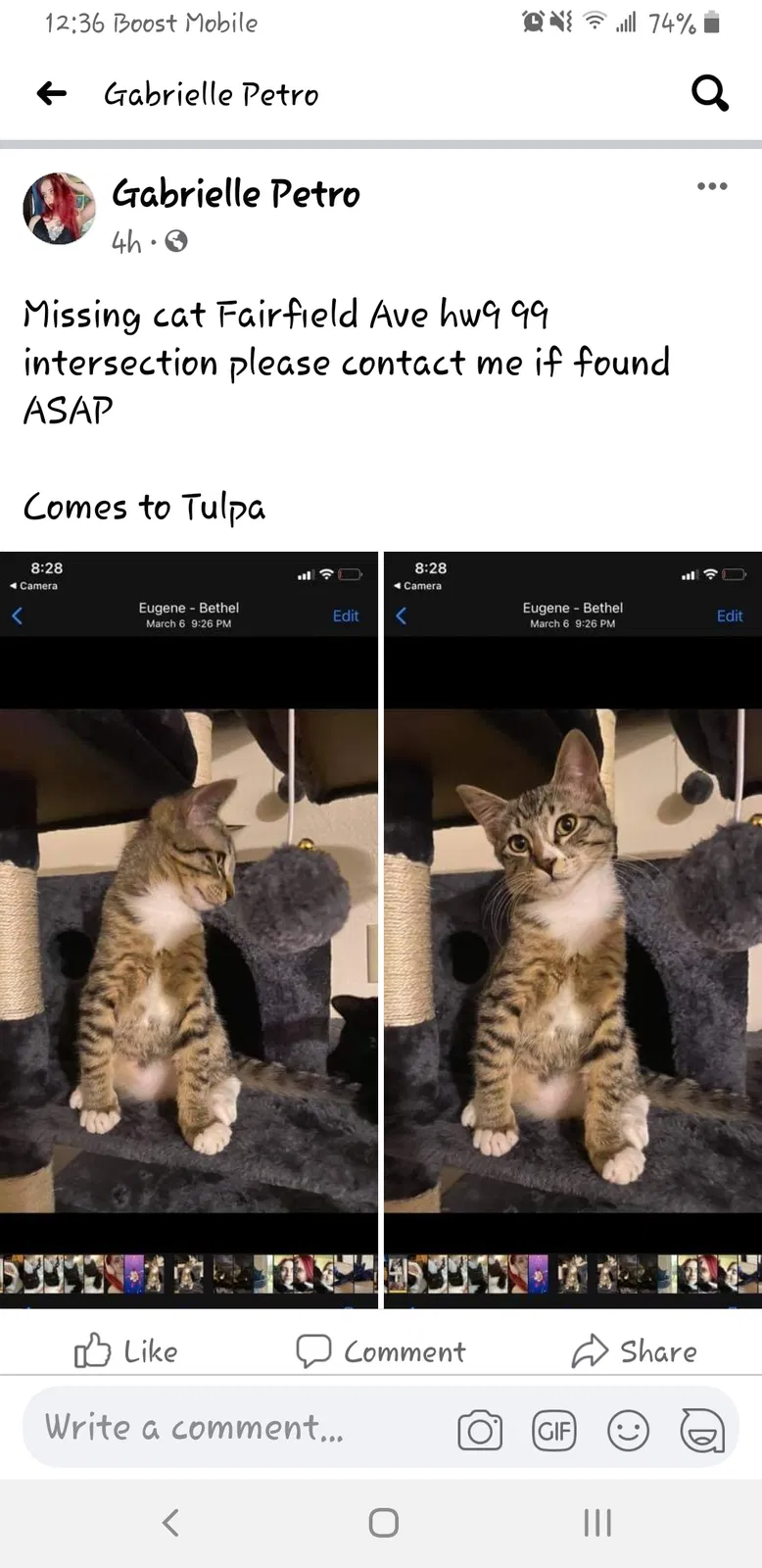 Lost cat in Eugene, OR, 97402