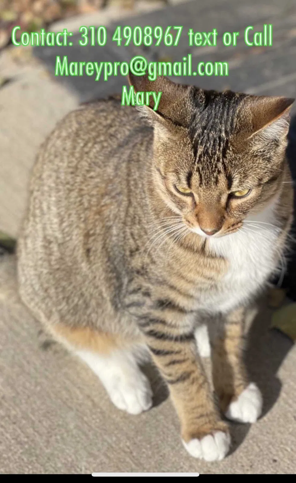 Lost cat in Forney, TX, 75126
