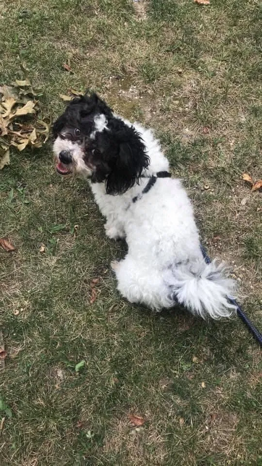 Lost dog in Brooklyn, NY, 11213