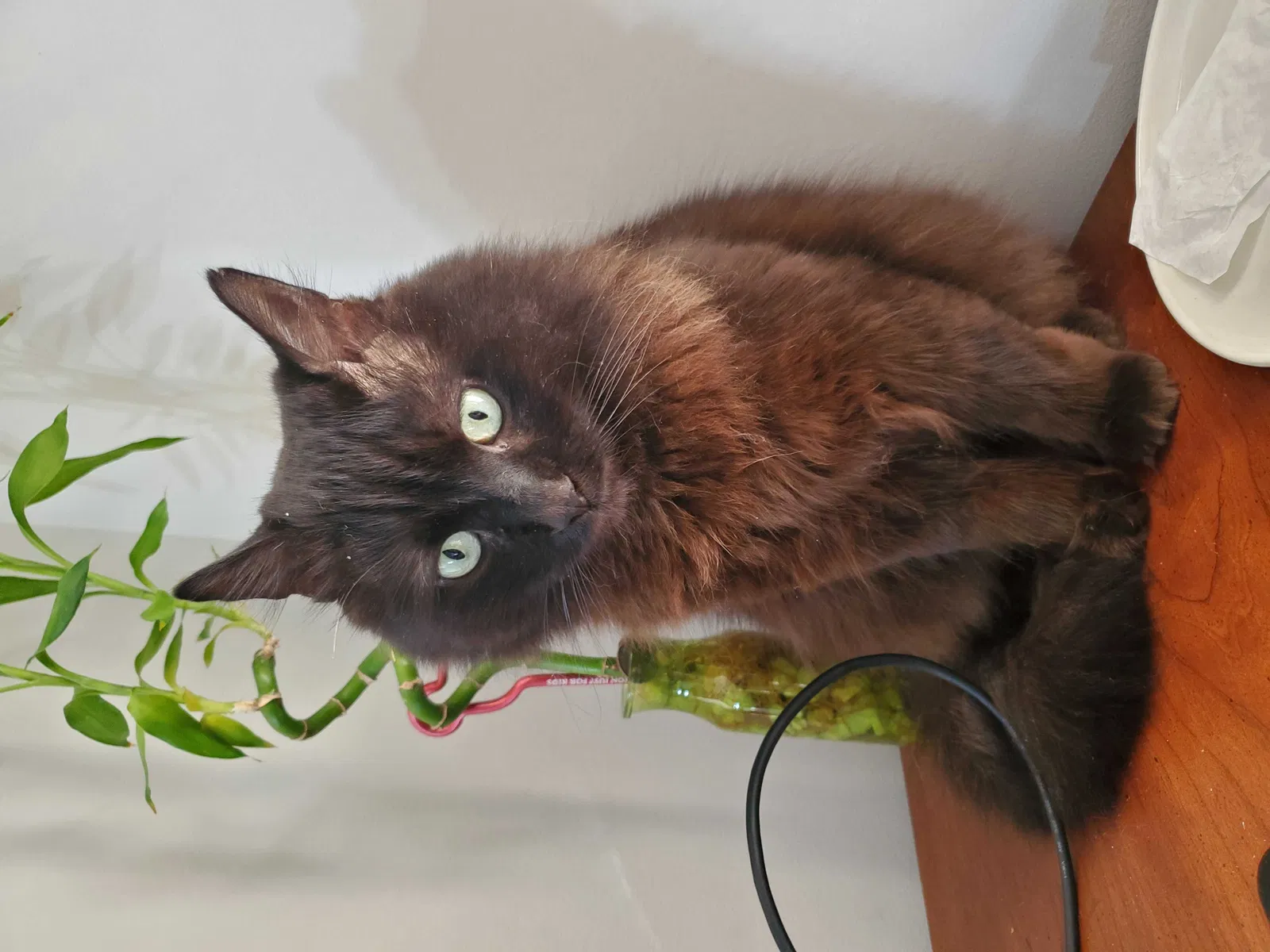 Lost cat in Greensboro, NC, 27406