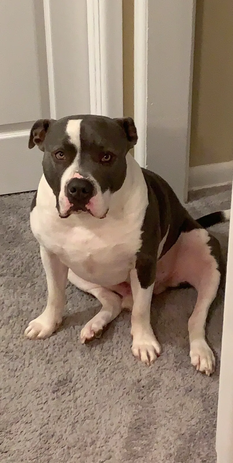 Lost dog in Wichita, KS, 67216