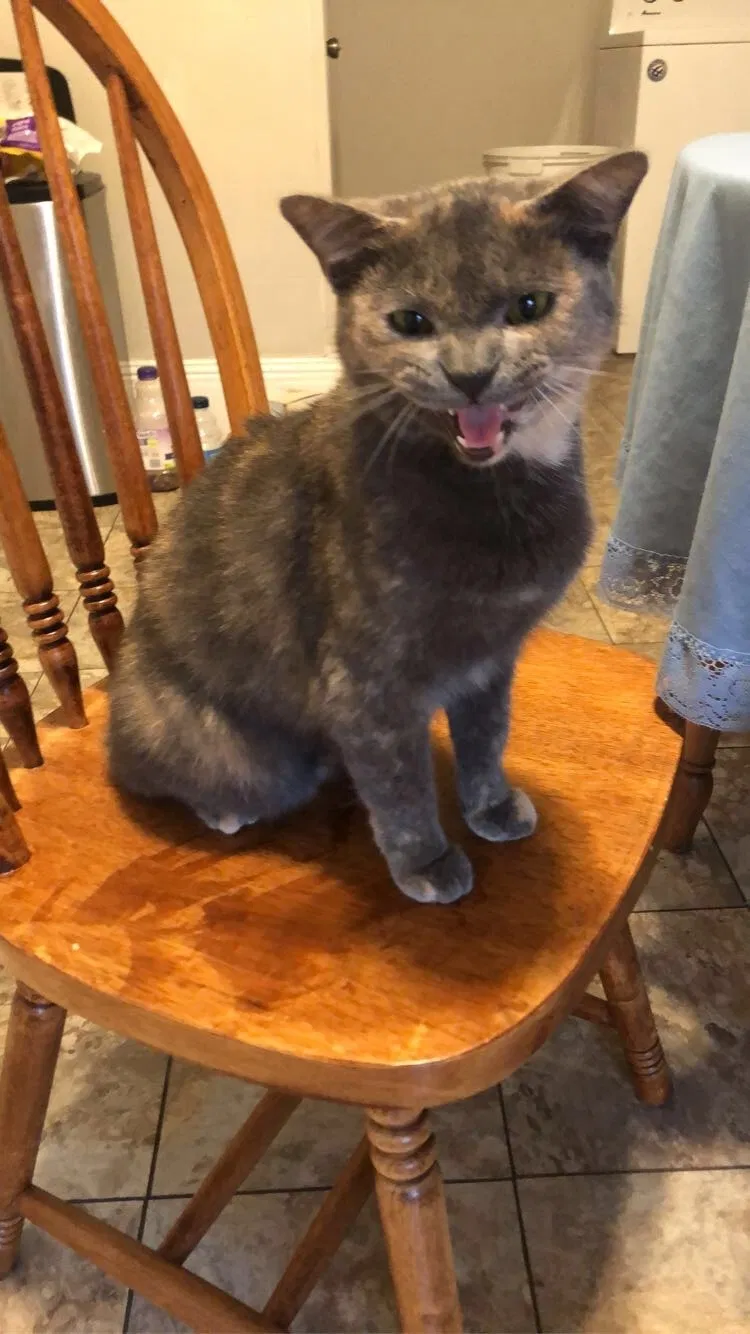 Lost cat in Burlington, NC, 27215