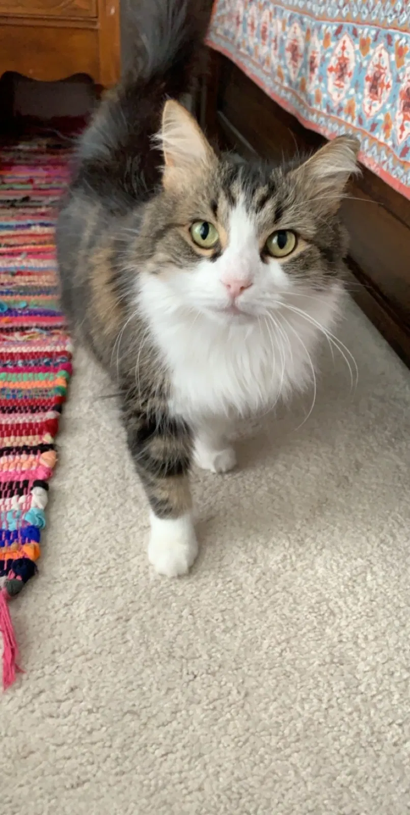 Lost cat in Knoxville, TN, 37921