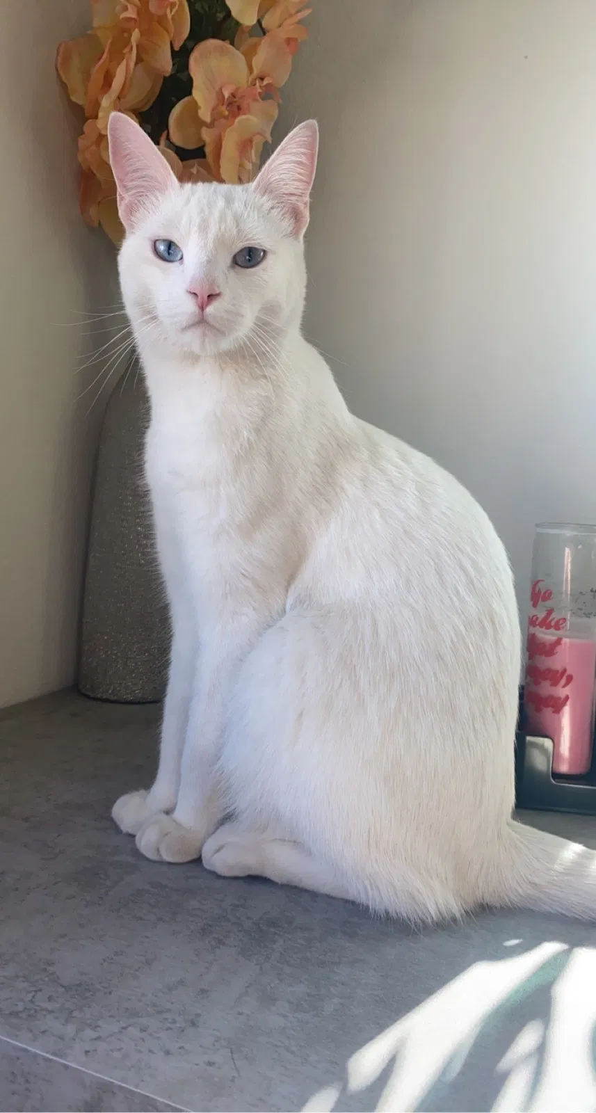 Lost dog in Irvine, CA, 92618
