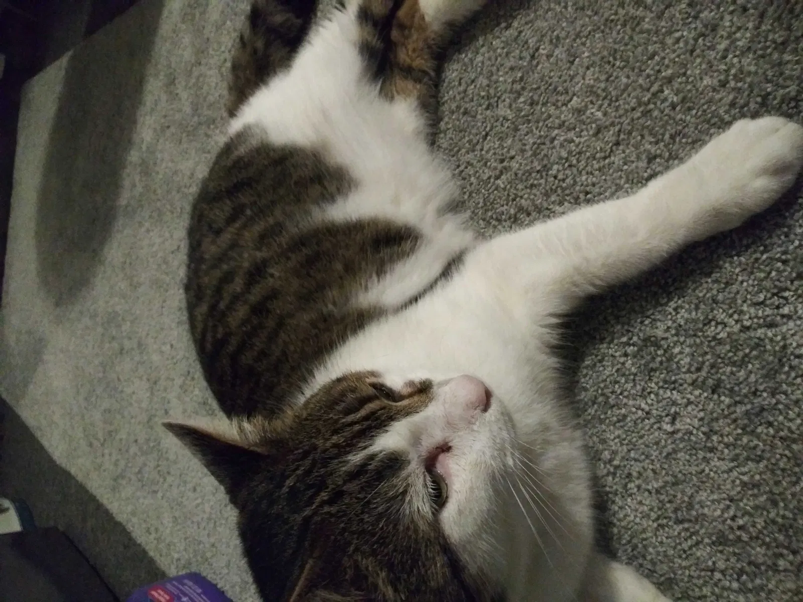 Lost cat in Brandon, FL, 33510