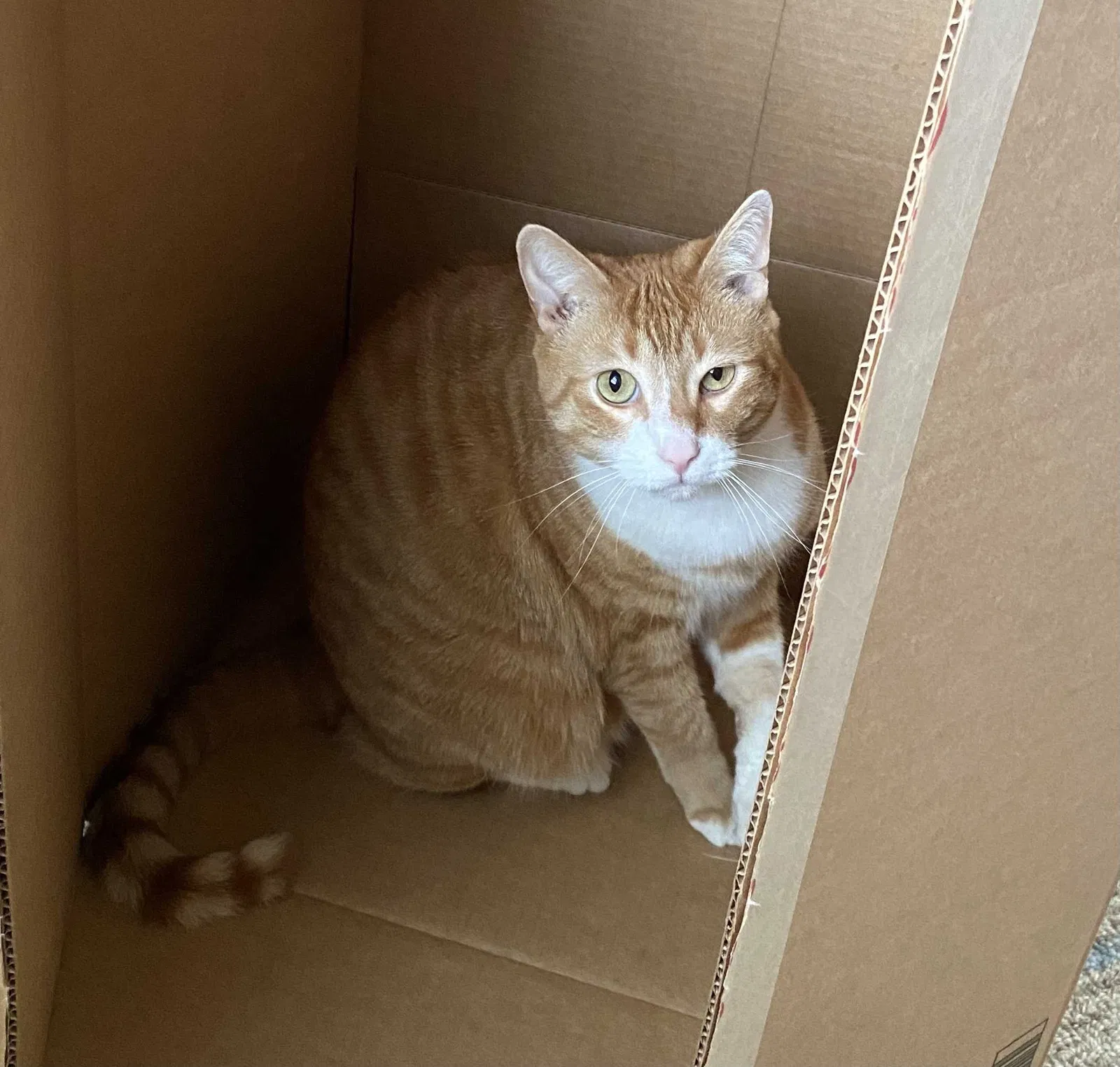 Lost cat in Chesapeake, VA, 23322