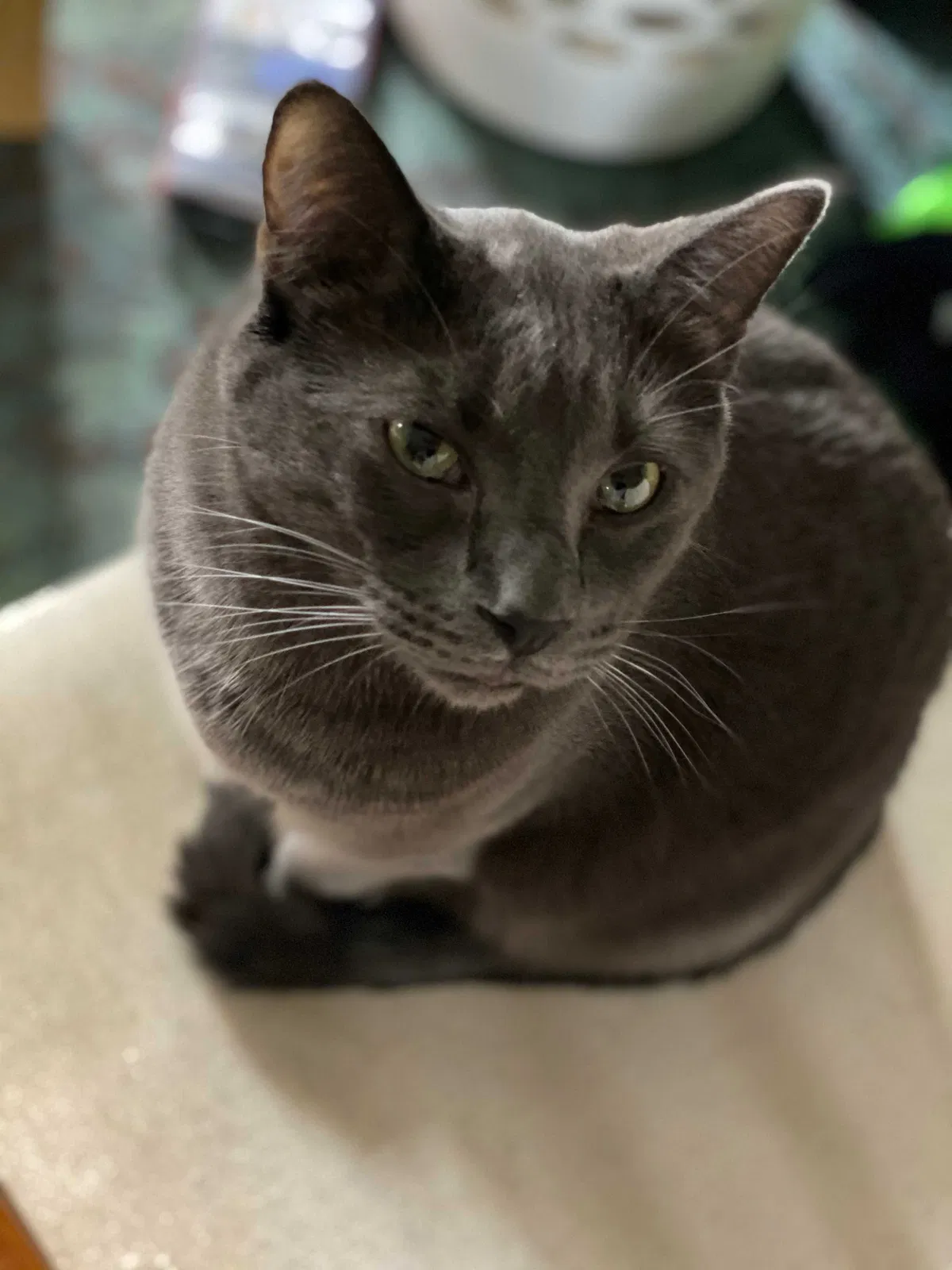 Lost cat in Saint Paul, MN, 55110