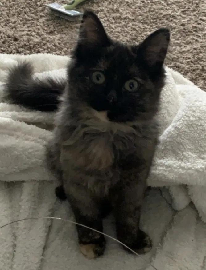 Lost cat in Lexington, KY, 40502