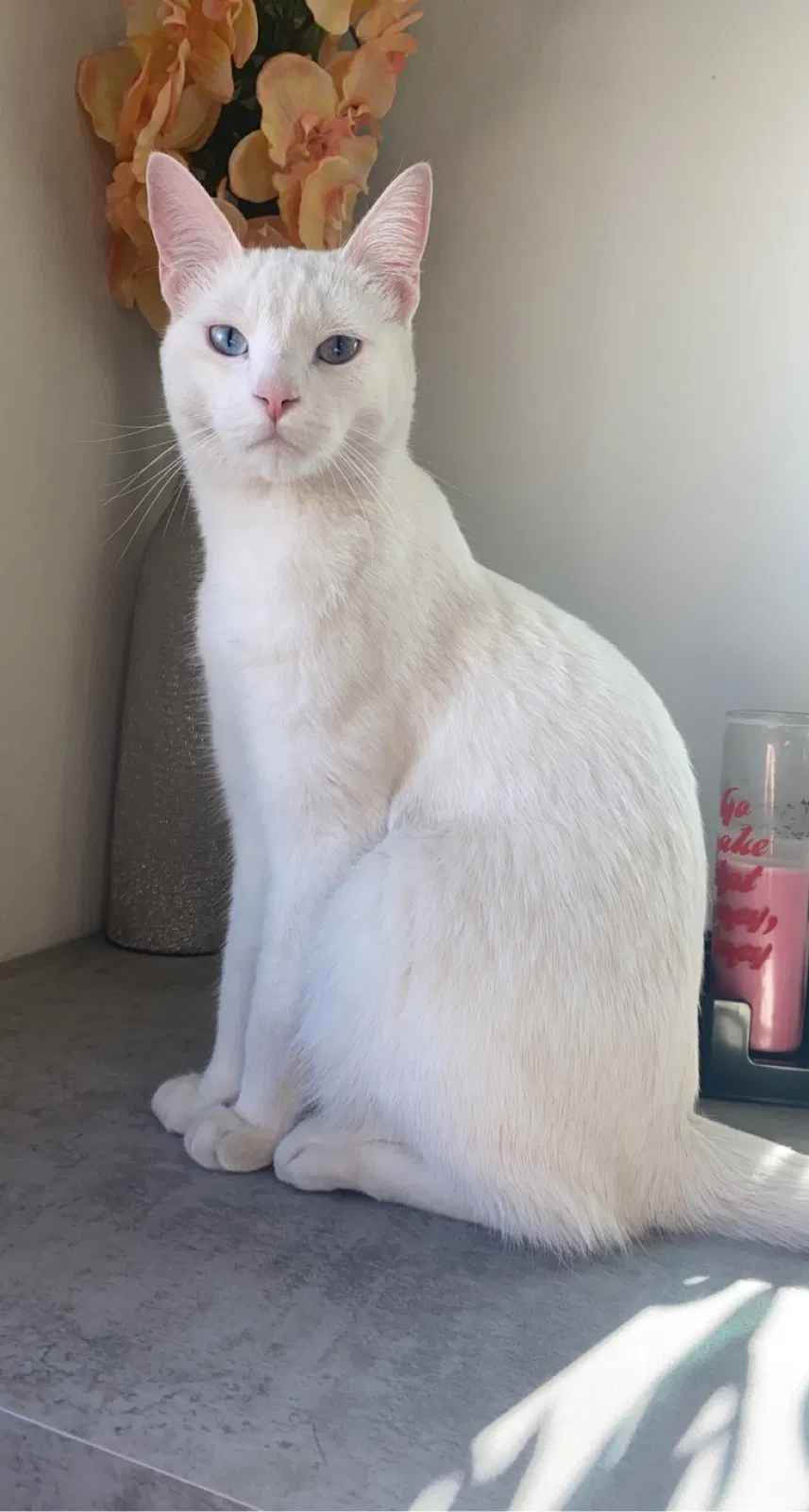 Lost cat in Irvine, CA, 92618