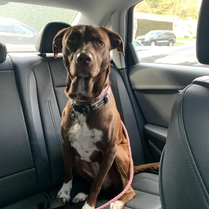 Lost dog in Canoga Park, CA, 91303