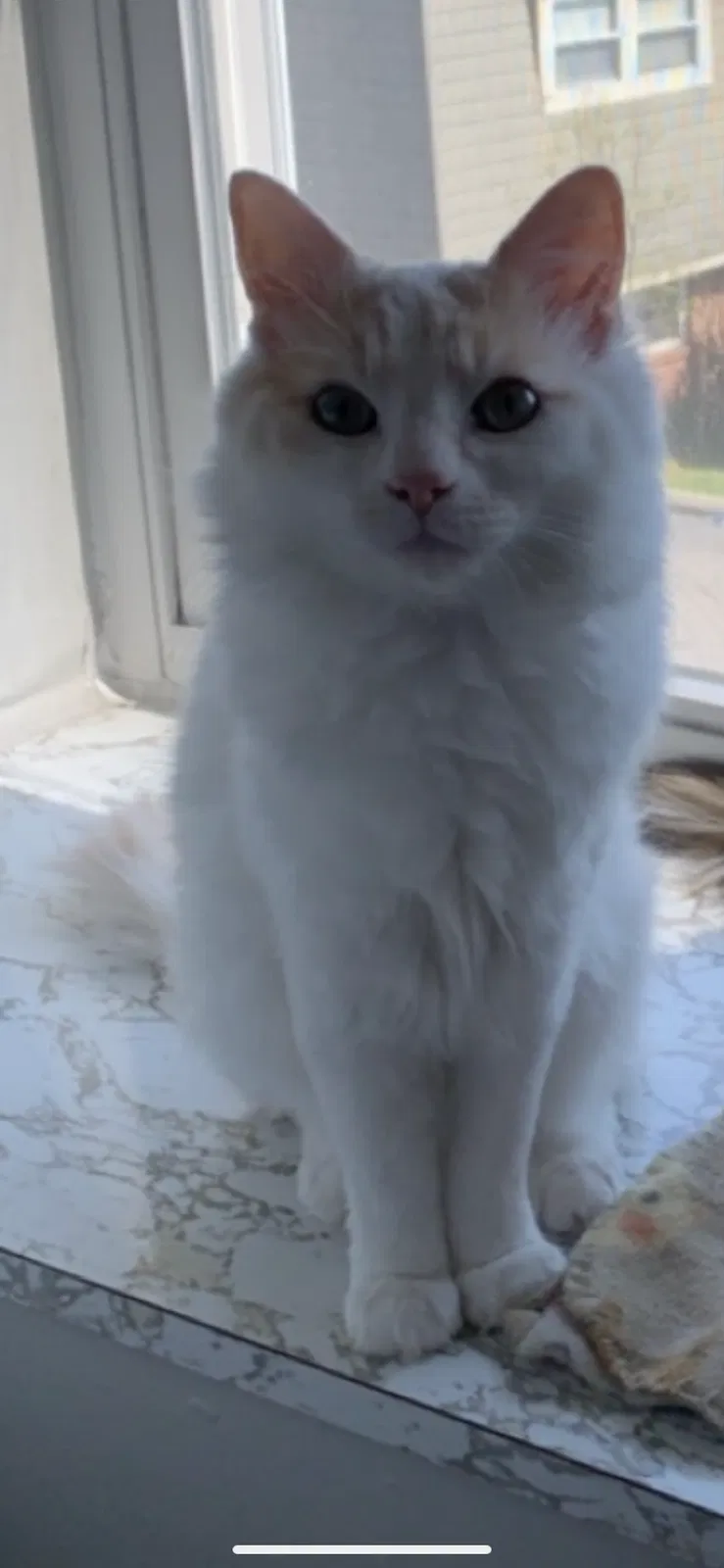 Lost cat in Lexington, KY, 40502