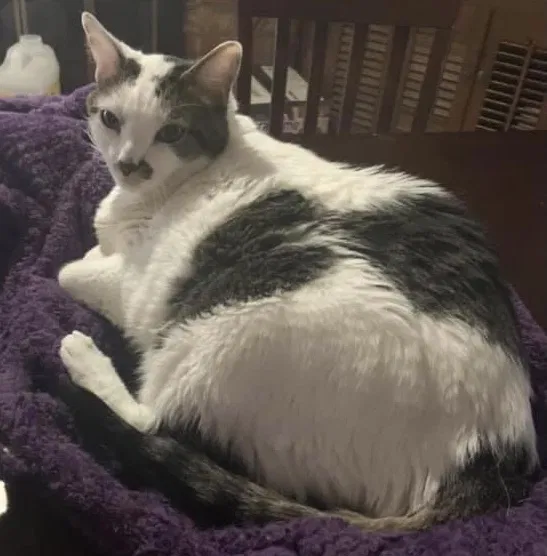 Lost cat in Edmond, OK, 73013