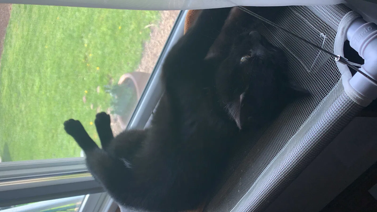 Lost cat in Portland, OR, 97267