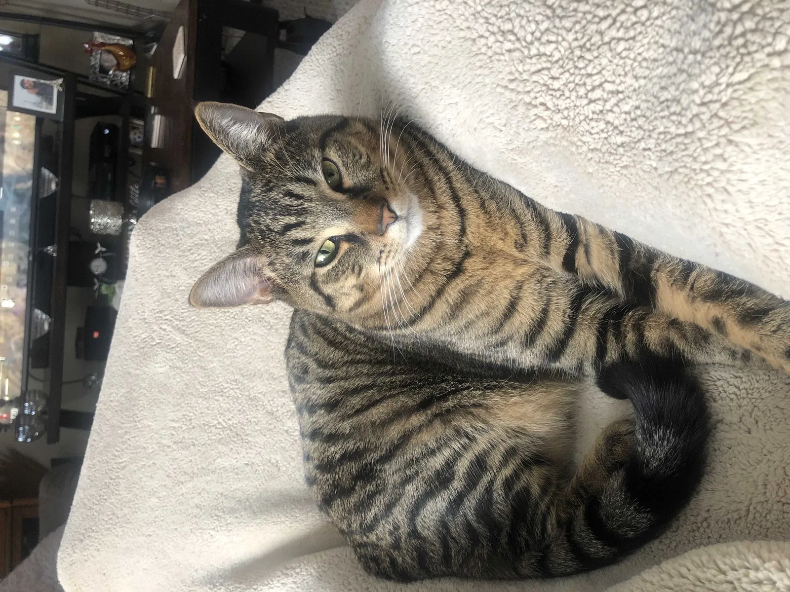 Lost cat in Ft Mitchell, KY, 41017