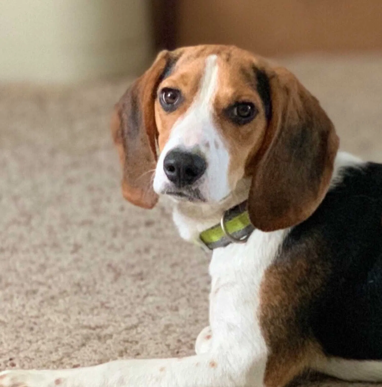 Lost dog in Sheridan, AR, 72150