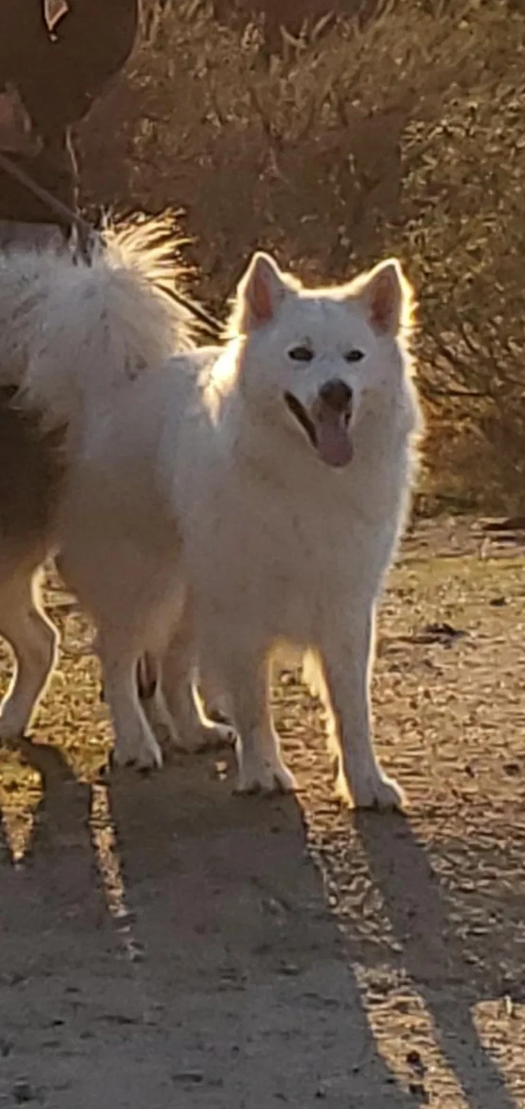 Lost dog in Salinas, CA, 93906