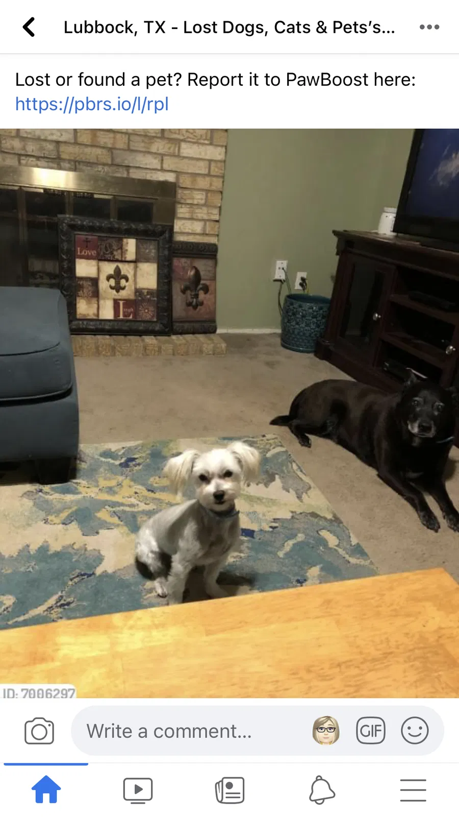 Lost dog in Lubbock, TX, 79407
