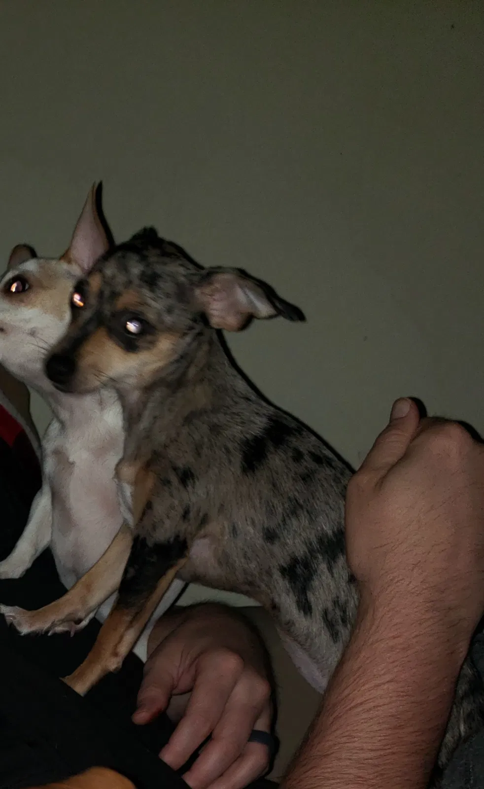 Lost dog in Unknown, AL, 356572