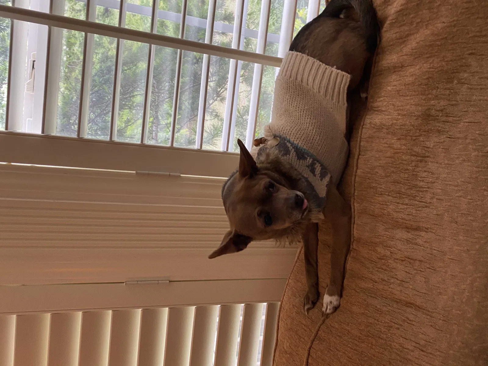 Lost dog in Edmond, OK, 73025