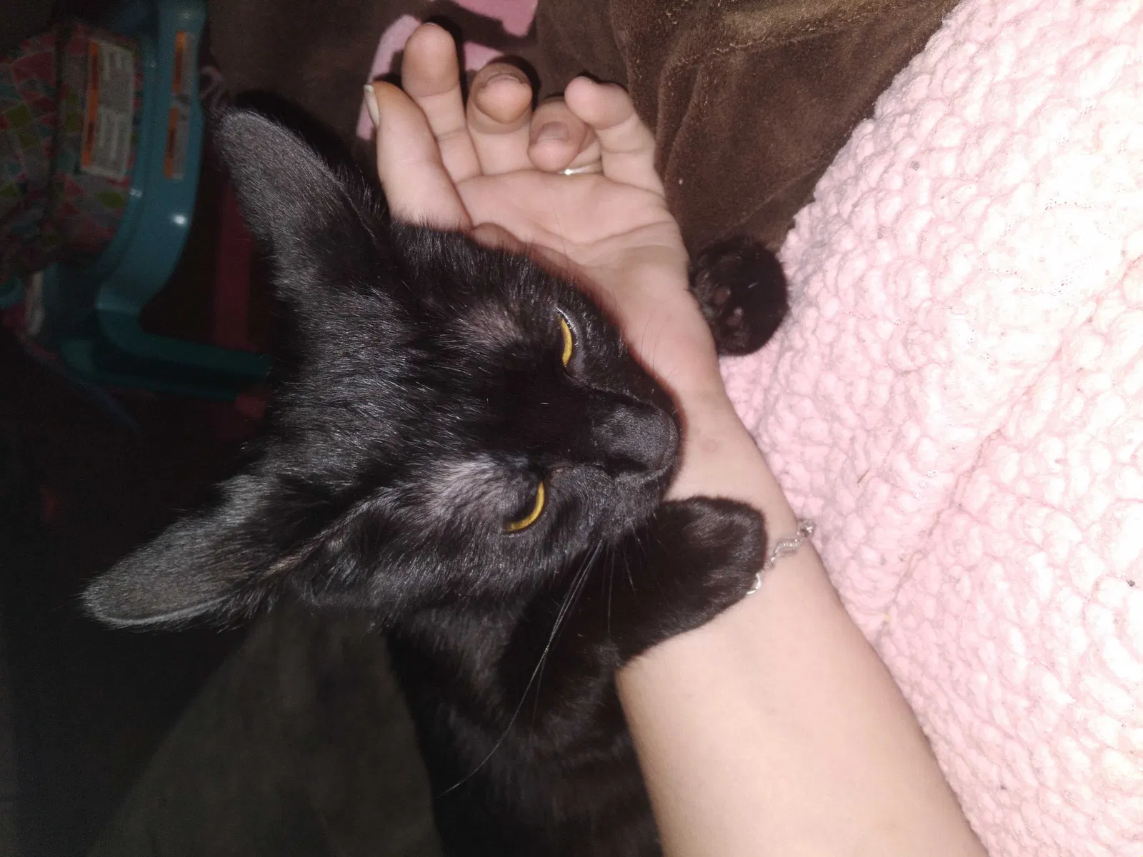 Lost cat in Rock Hill, SC, 29732