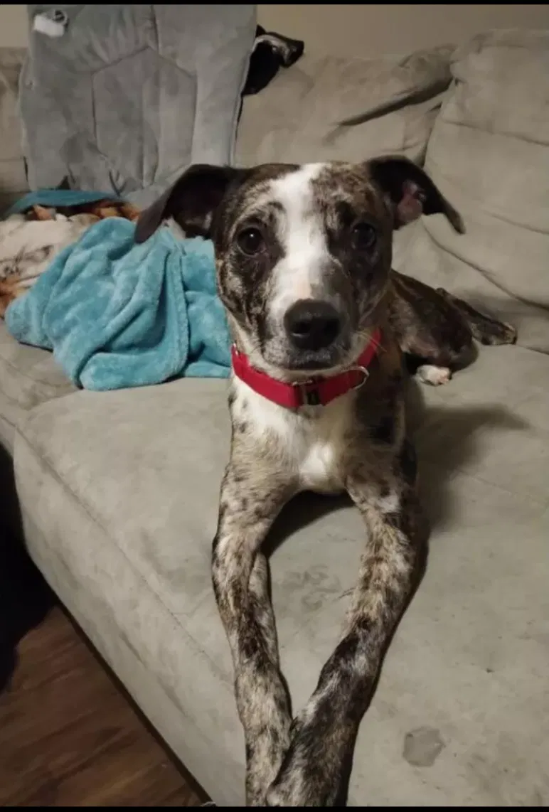 Lost dog in Reno, NV, 89506