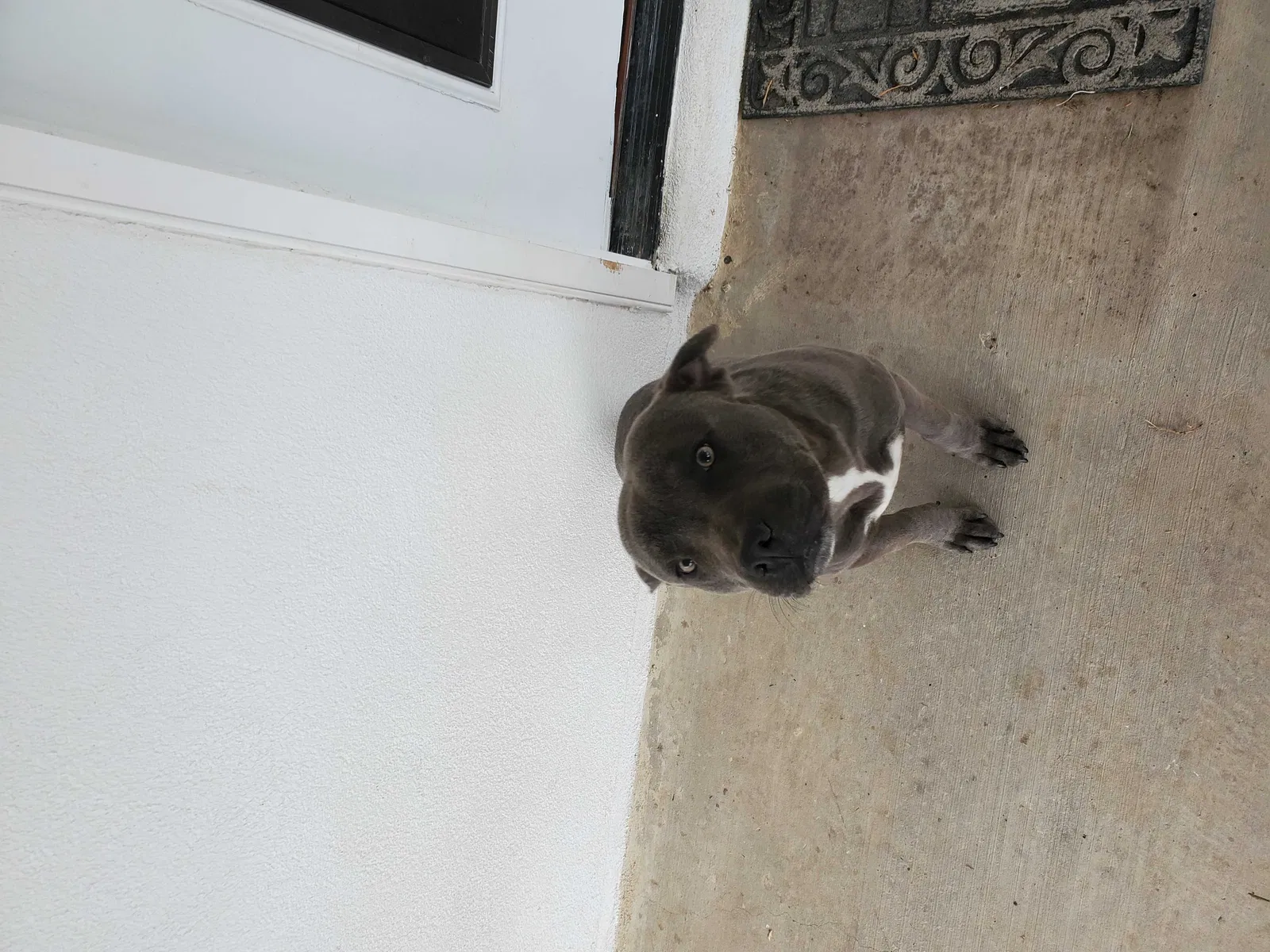 Lost dog in Laredo, TX, 78045