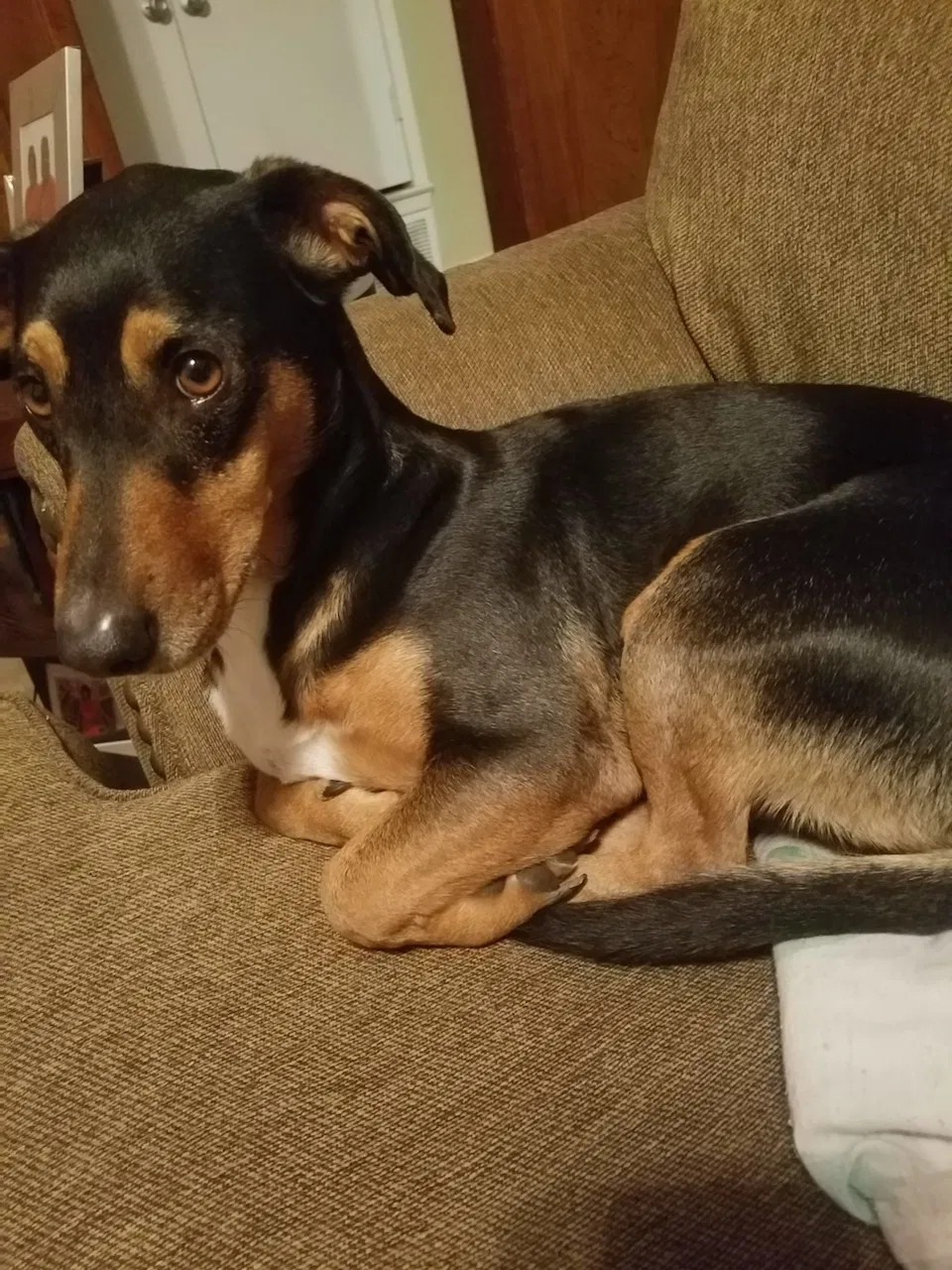 Lost dog in Crowley, TX, 76036