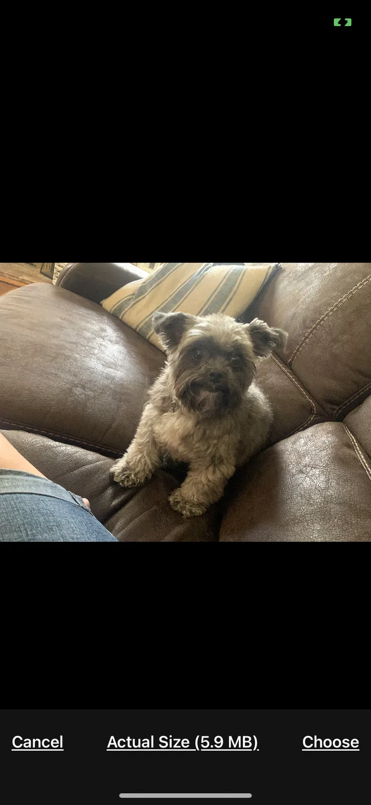 Lost dog in Riverside, CA, 92506