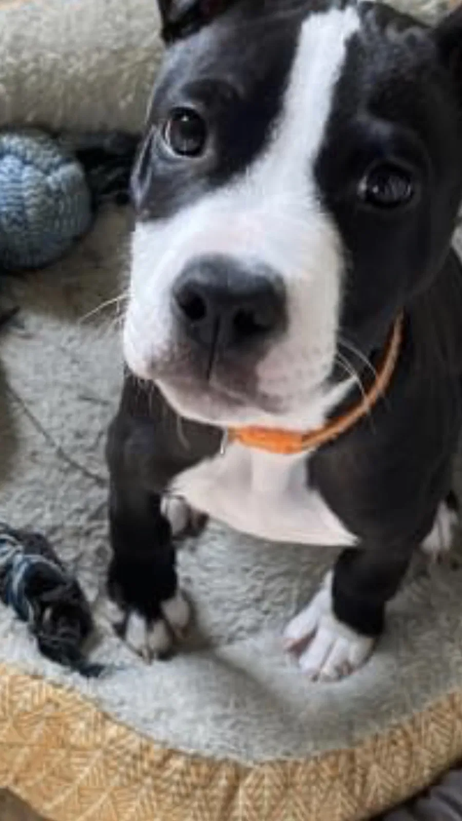 Lost dog in Norfolk, VA, 23509