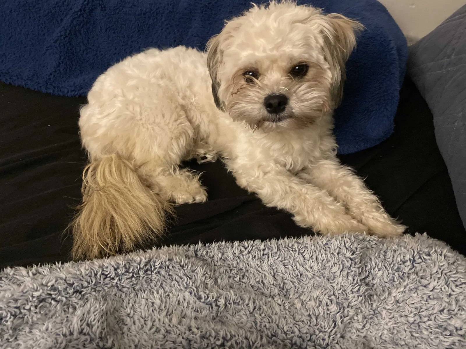 Lost dog in Lakewood, NJ, 8701
