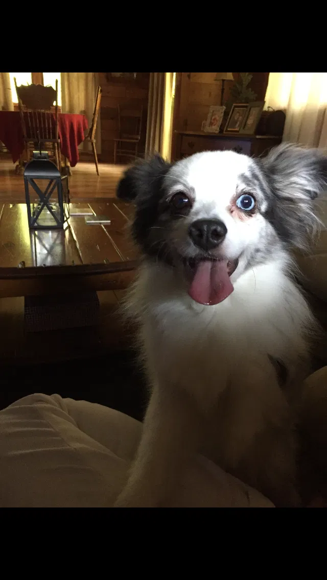 Lost dog in Chester, VA, 23836