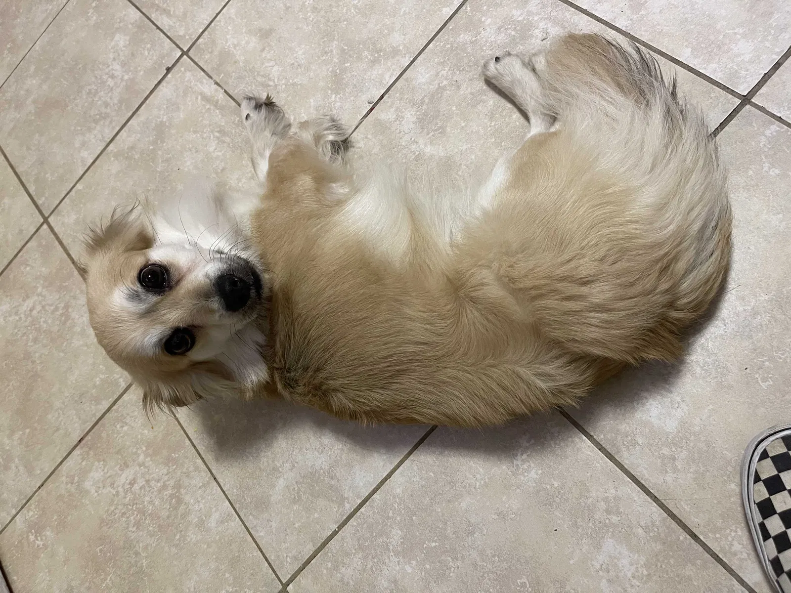 Lost dog in Bronx, NY, 10467