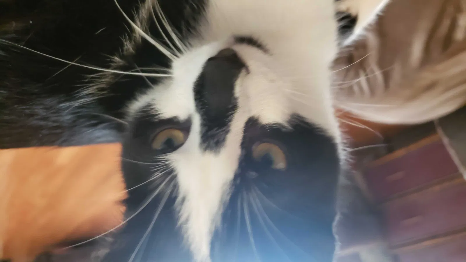 Lost cat in Clemmons, NC, 27012