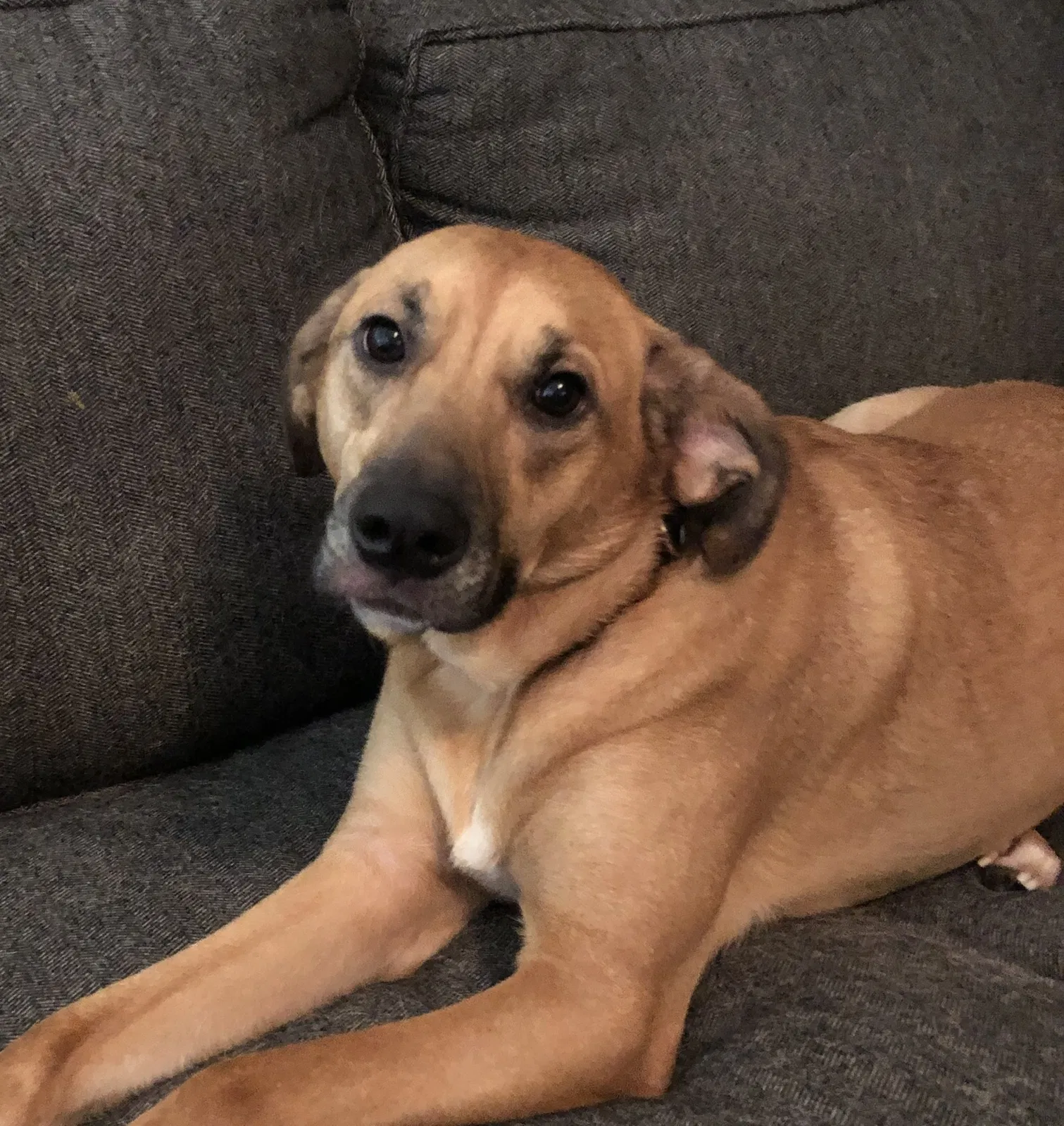 Lost dog in Little Rock, AR, 72202