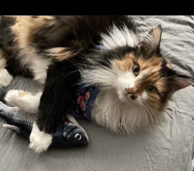 Lost cat in Grand Rapids, MI, 49512