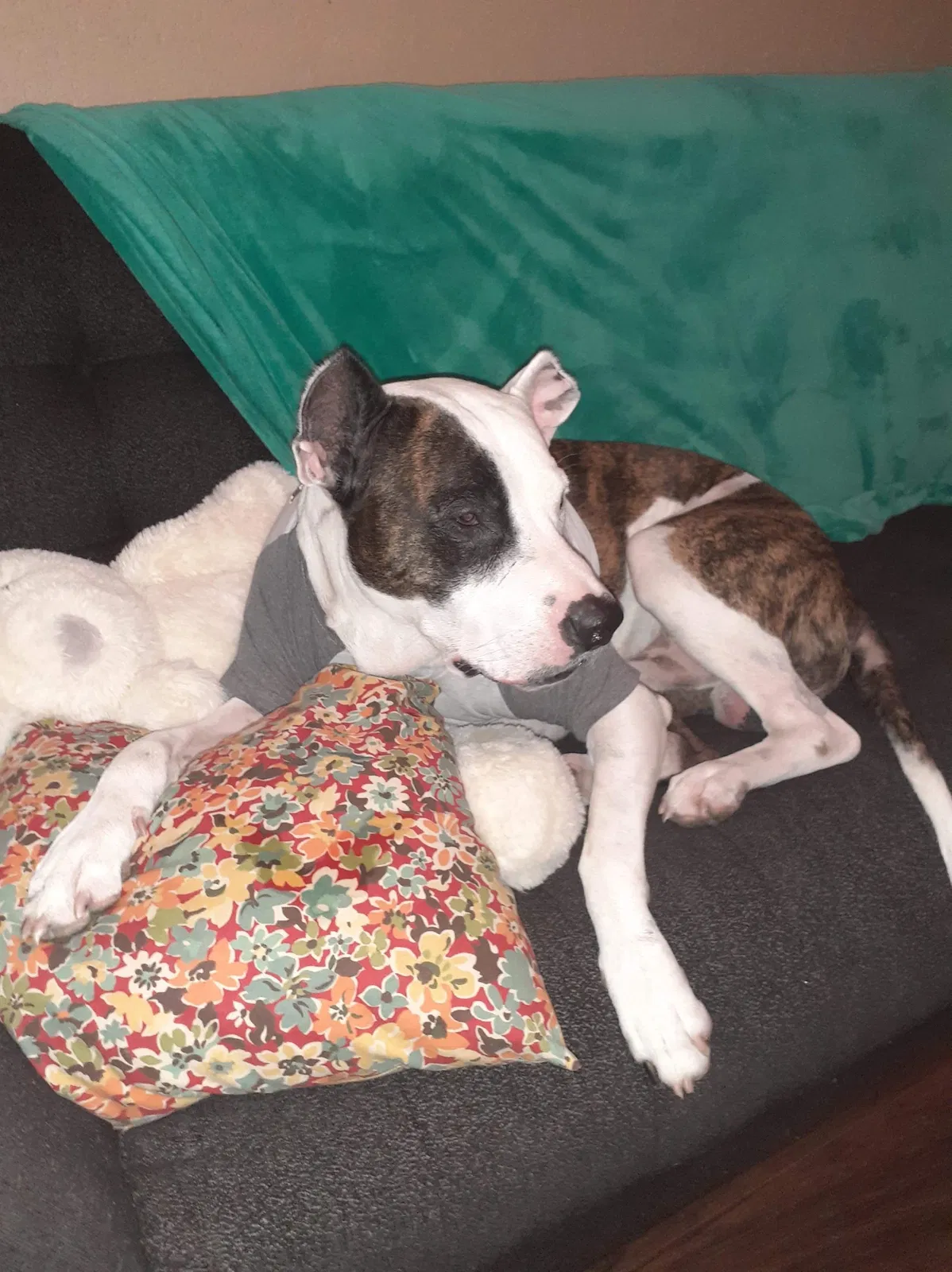 Lost dog in Fort Worth, TX, 76108