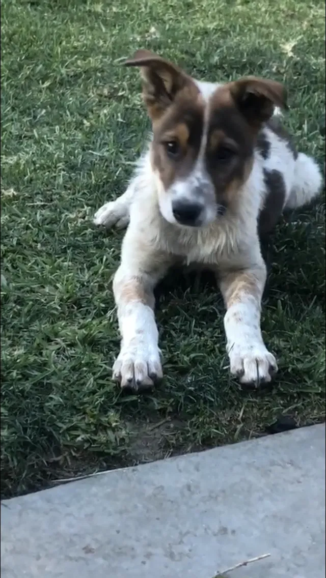 Lost dog in Riverside, CA, 92509