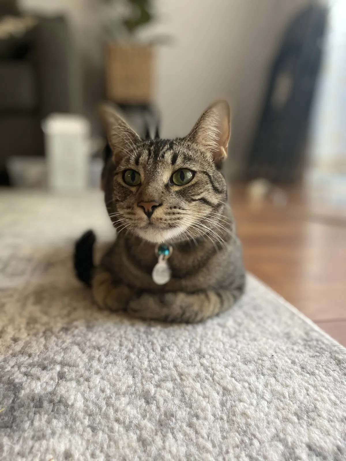 Lost cat in Oceanside, CA, 92056