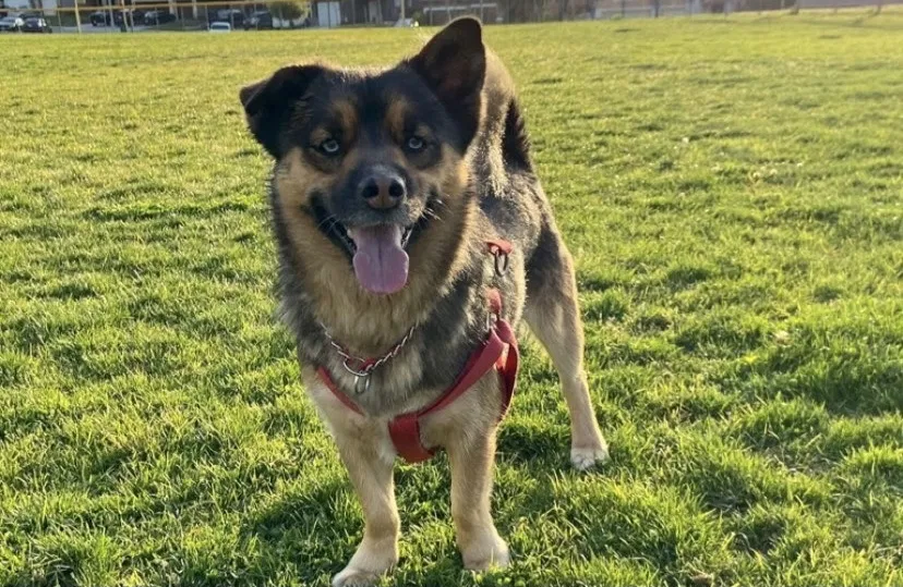 Lost dog in Perris, CA, 92570