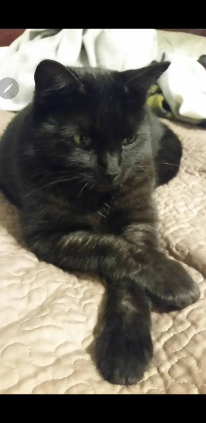 Lost cat in Clermont, FL, 34711