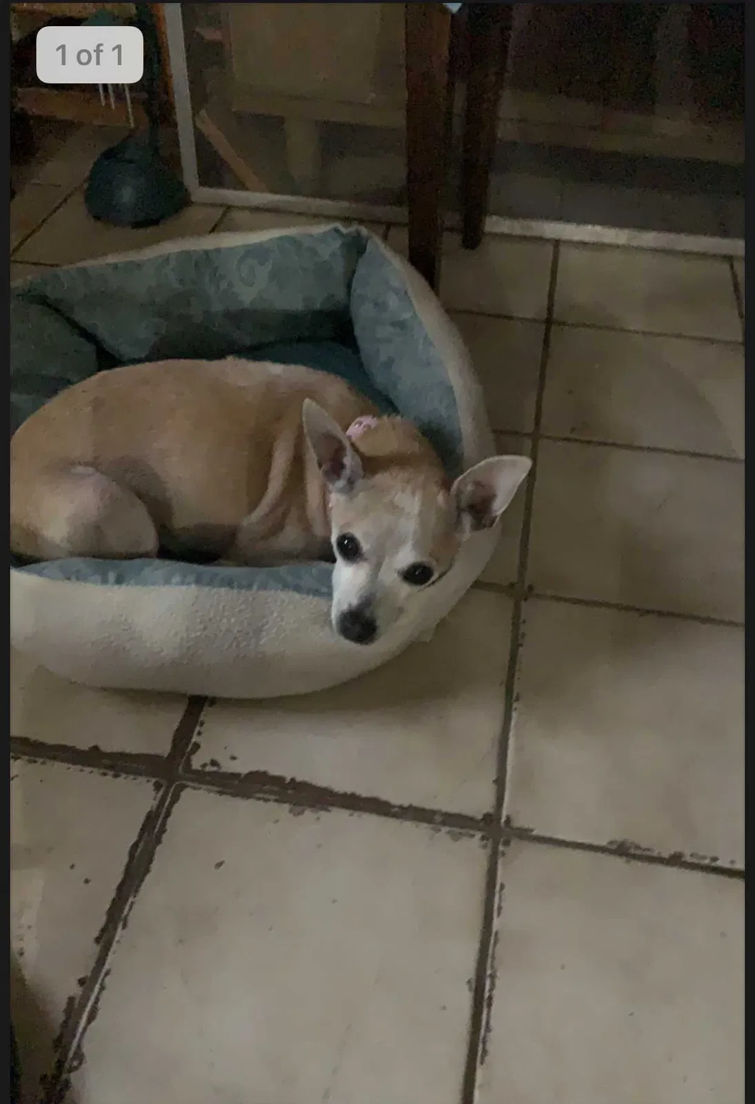 Lost dog in Cypress, TX, 77429