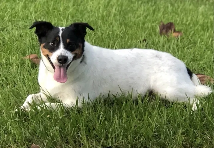 Lost dog in Avinger, TX, 75630