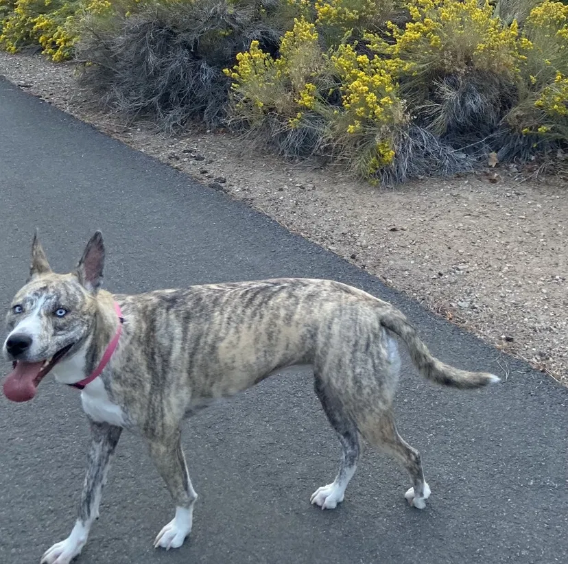 Lost dog in Reno, NV, 89506