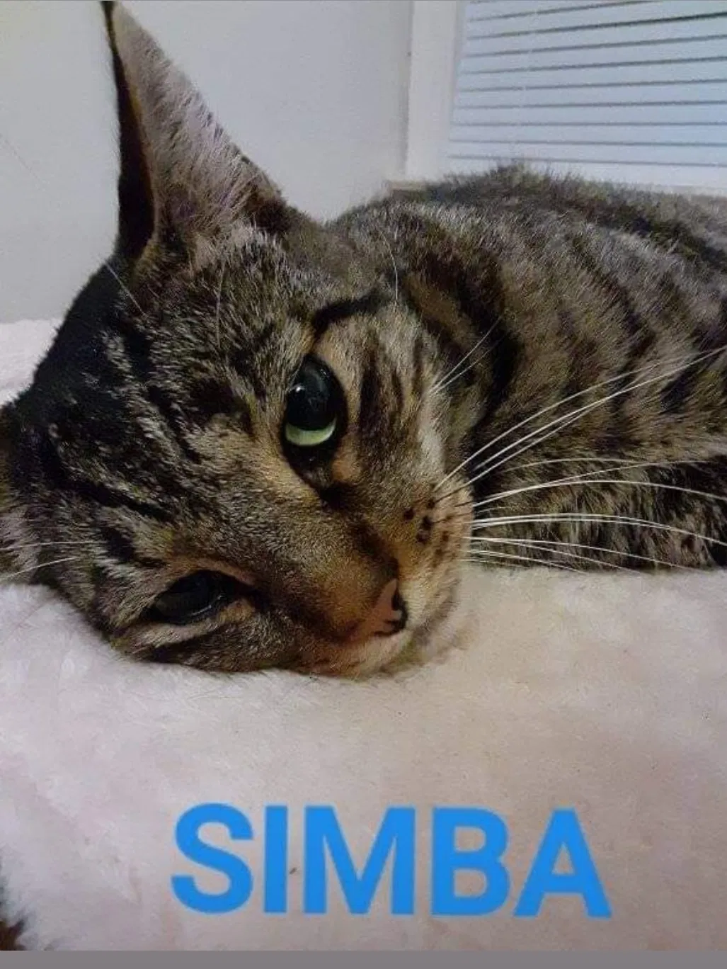 Lost cat in Middle River, MD, 21220