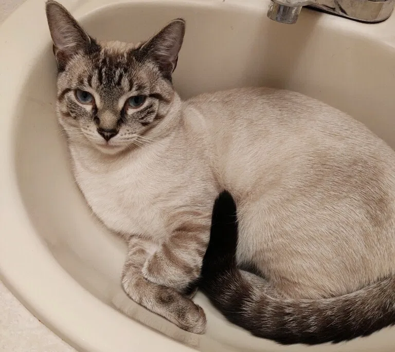 Lost cat in Dandridge, TN, 37725