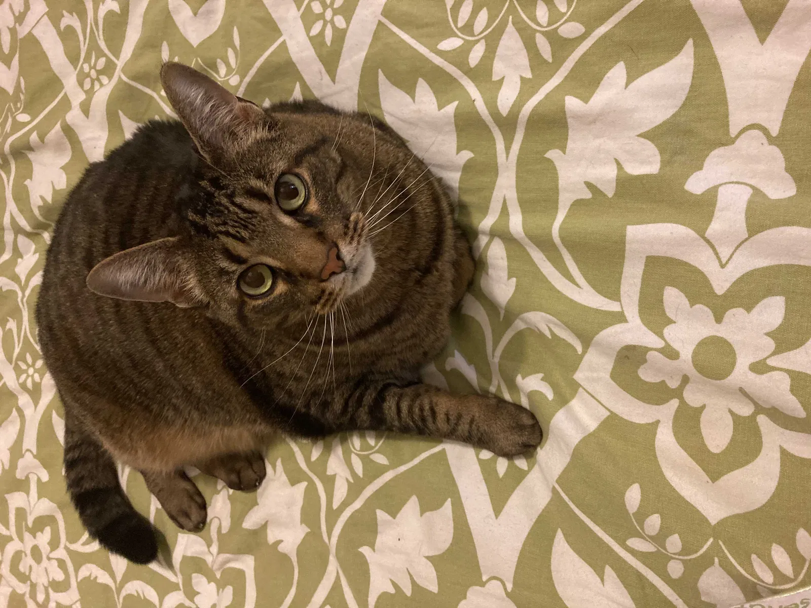 Lost cat in Cumming, GA, 30041