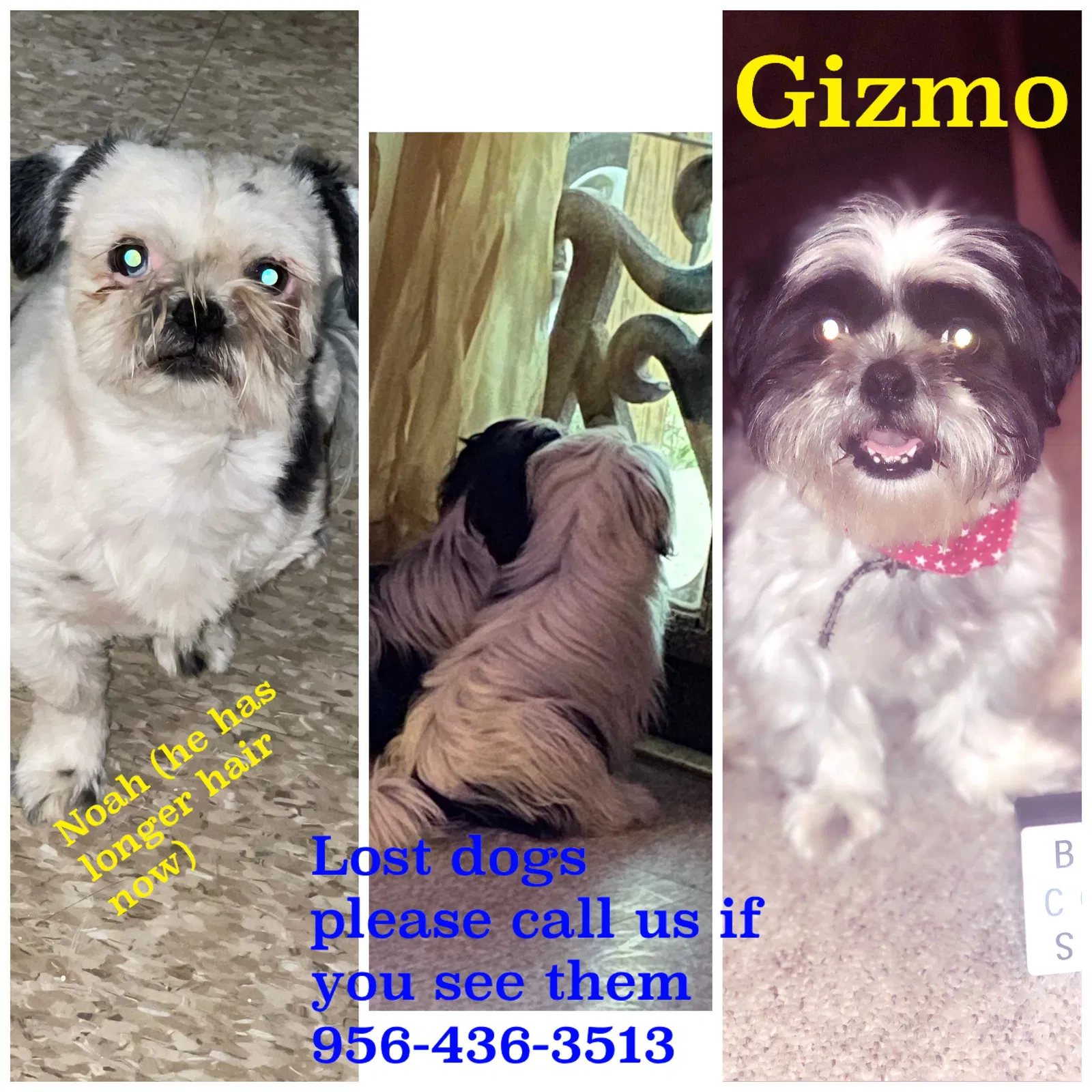 Lost dog in Laredo, TX, 78046