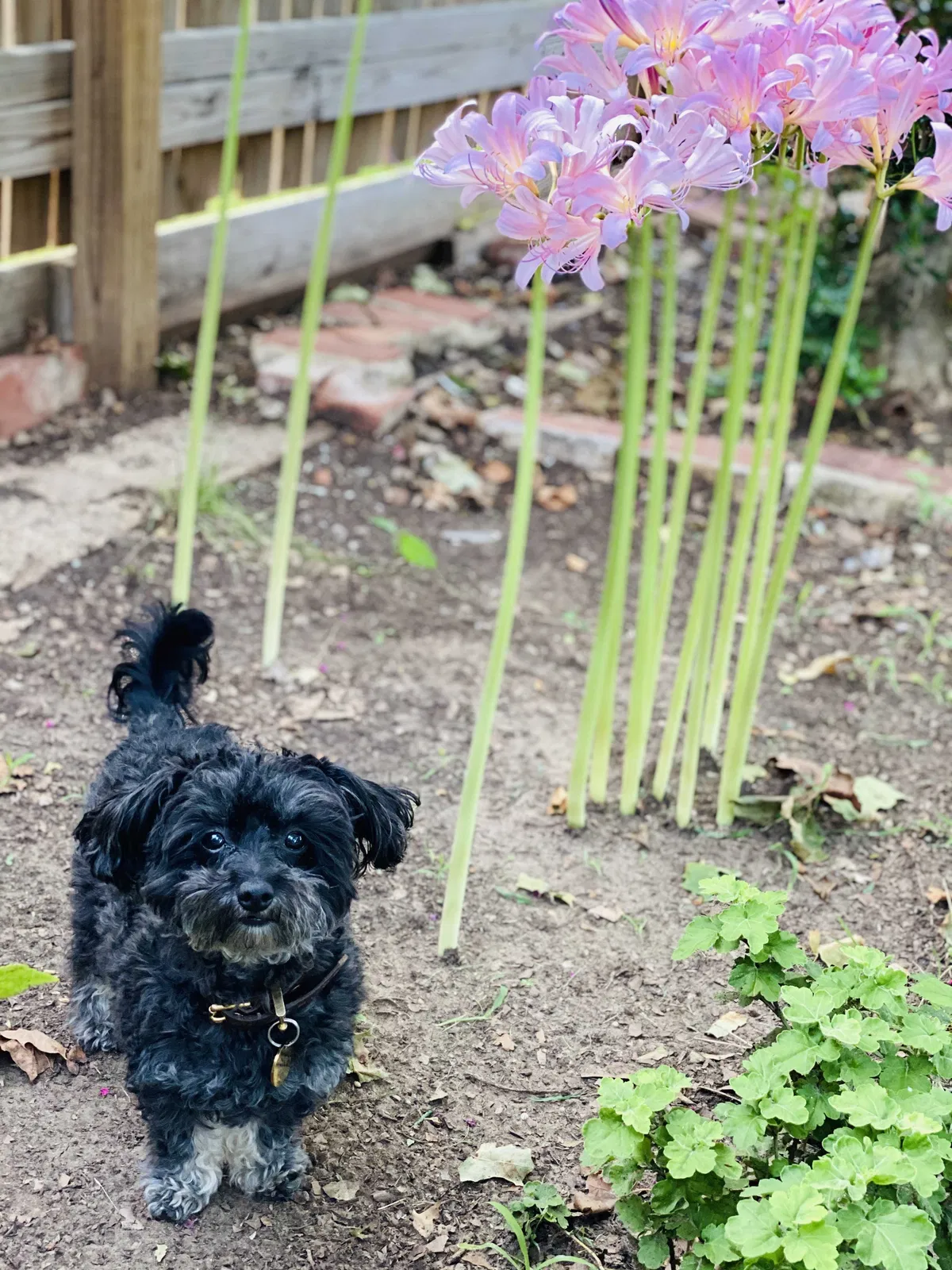 Lost dog in Oklahoma City, OK, 73120