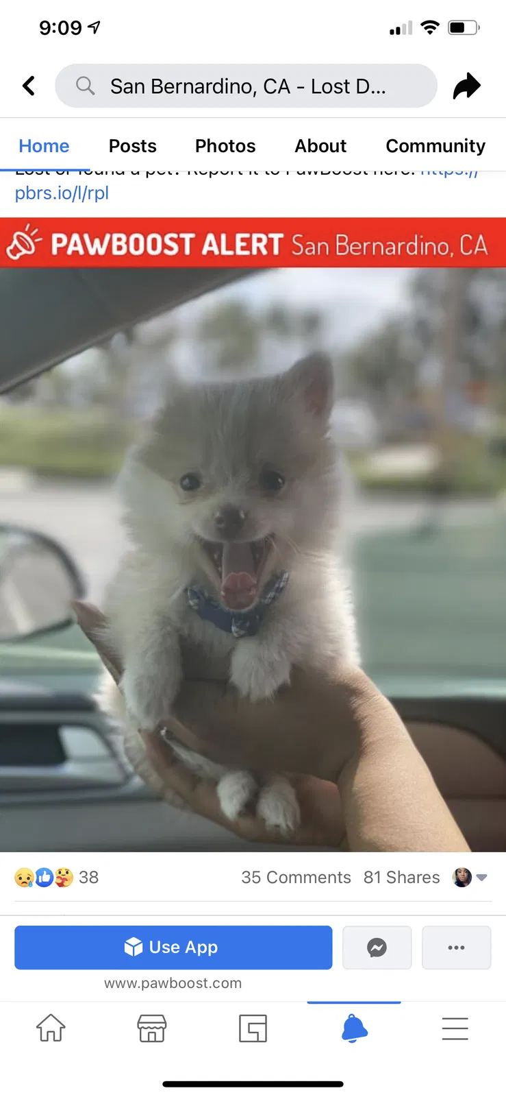 Lost dog in San Bernardino, CA, 92411