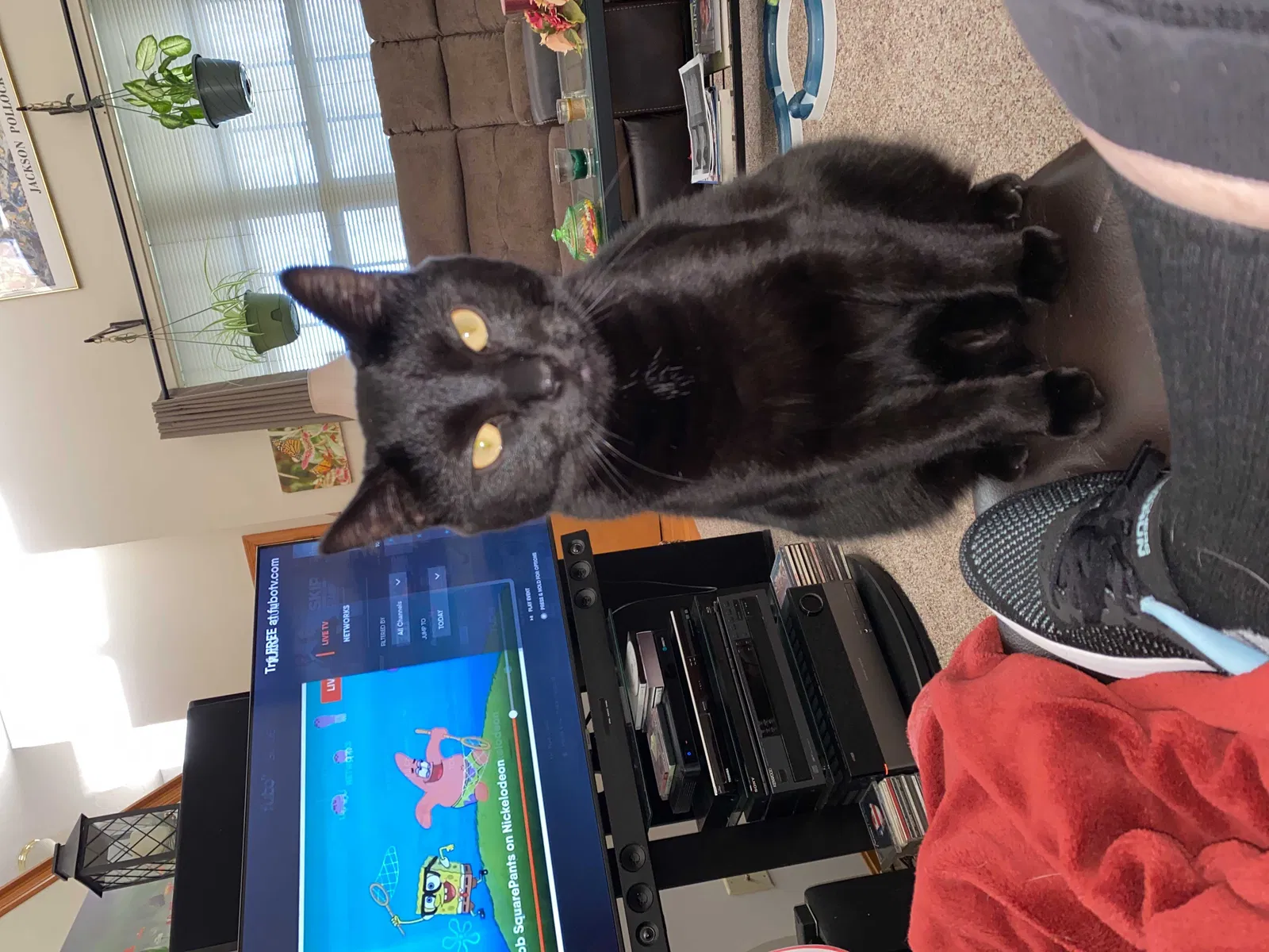 Lost cat in Hamilton, OH, 45011